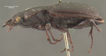 Media type: image;   Entomology 33047 Aspect: habitus lateral view
